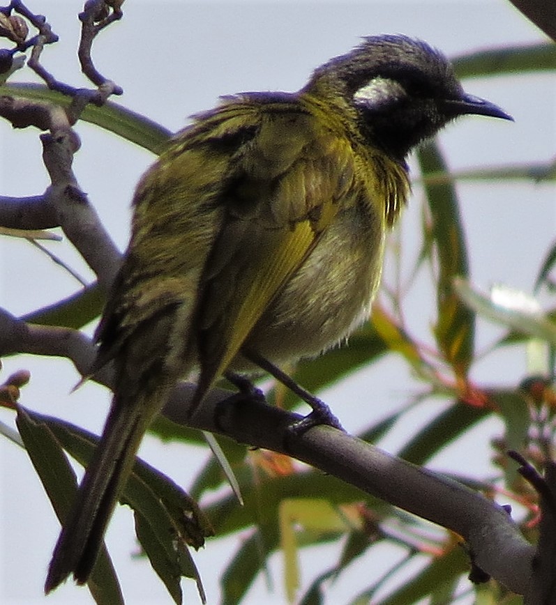 White-eared Honeyeater - ML53478151