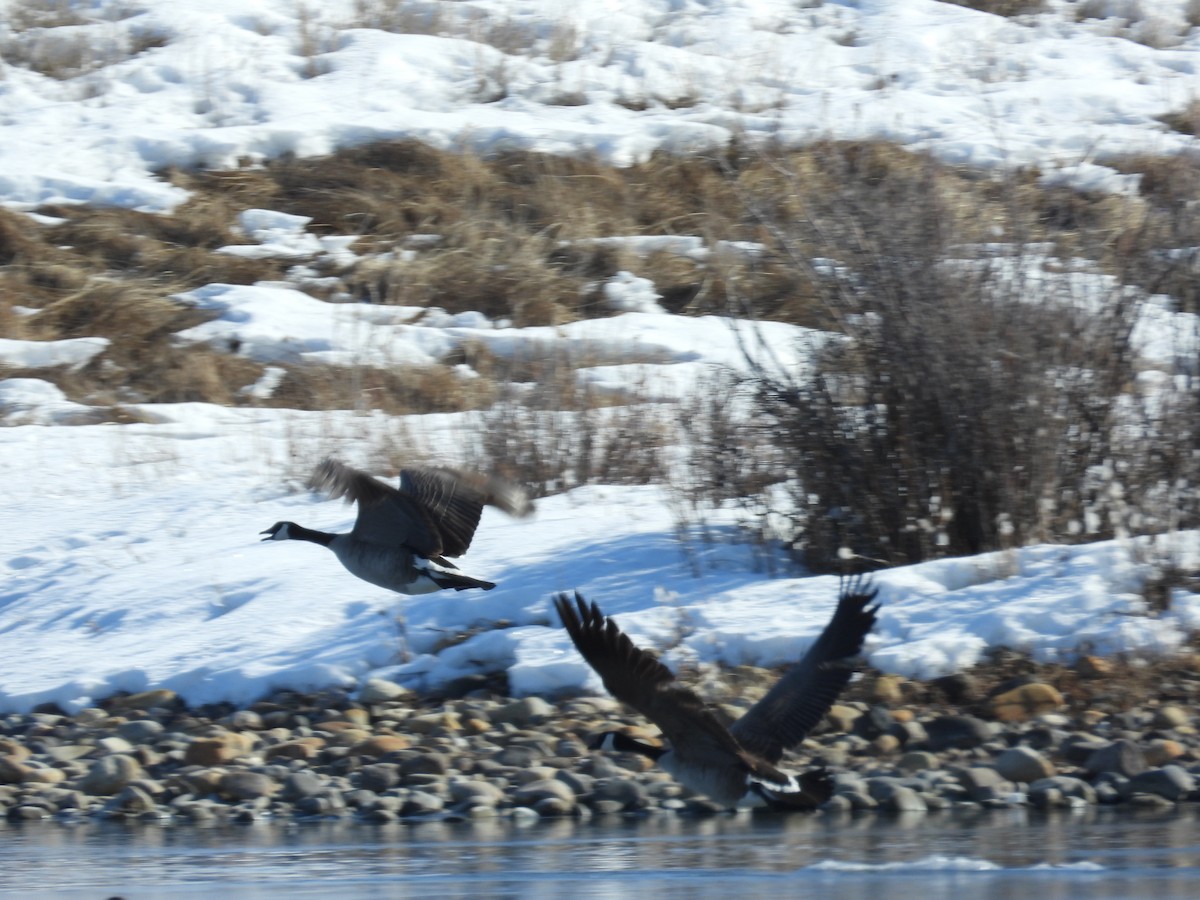 Canada Goose - ML534781731