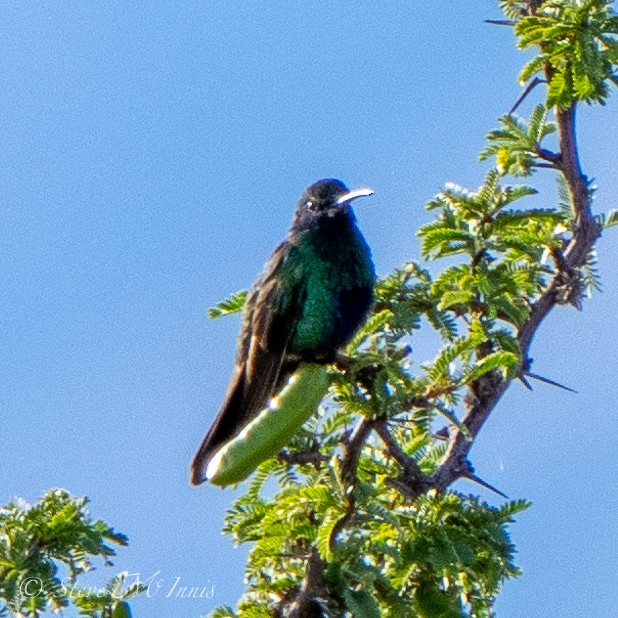 kolibřík modrolící - ML534782711