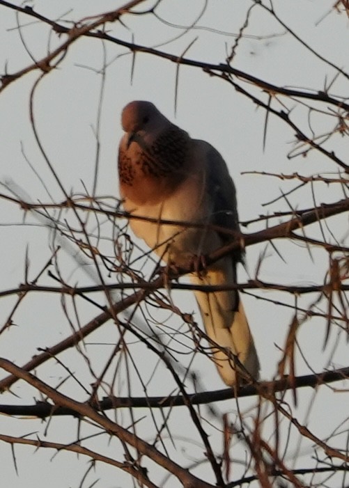 Laughing Dove - ML534784331