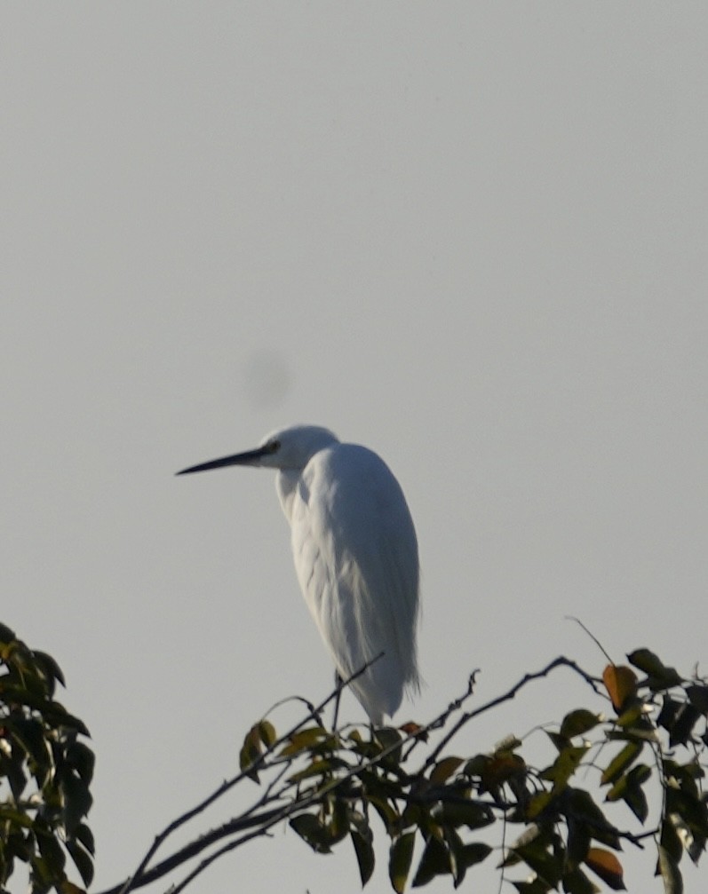 Little Egret - Praveen Chavan