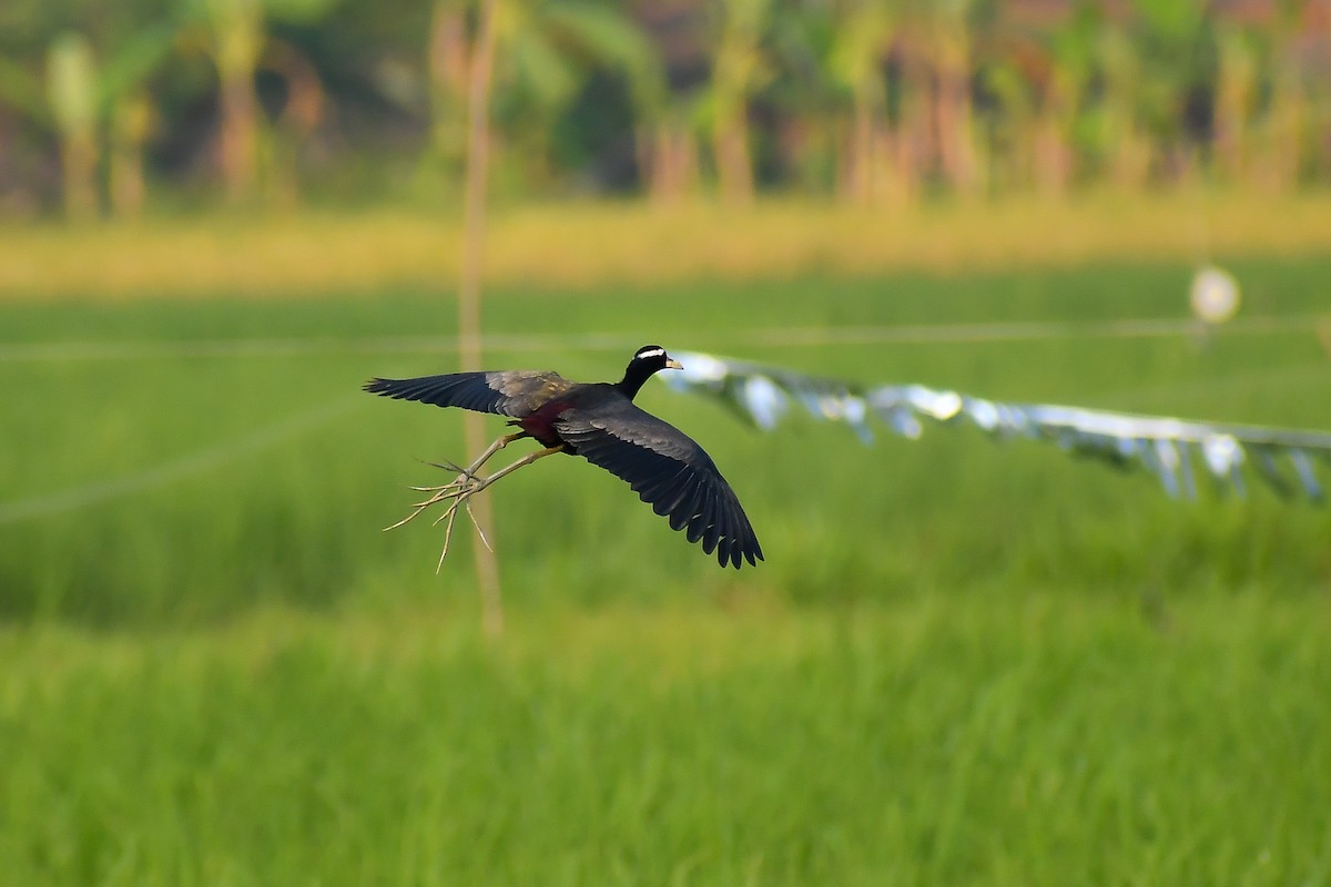 Bronze-winged Jacana - ML534785411