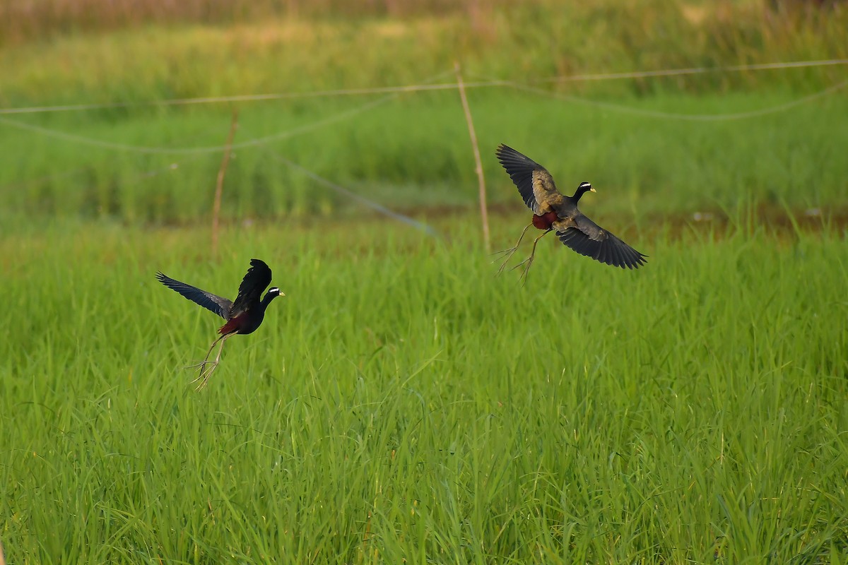 Bronze-winged Jacana - ML534785421