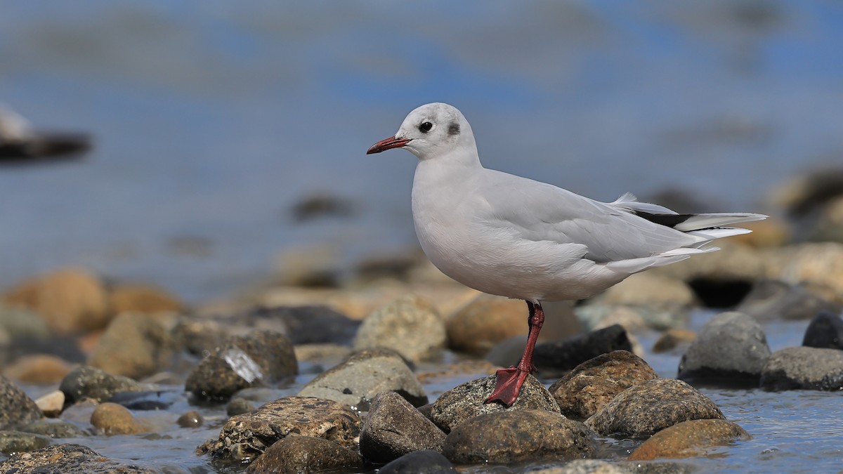 Brown-hooded Gull - ML534786111