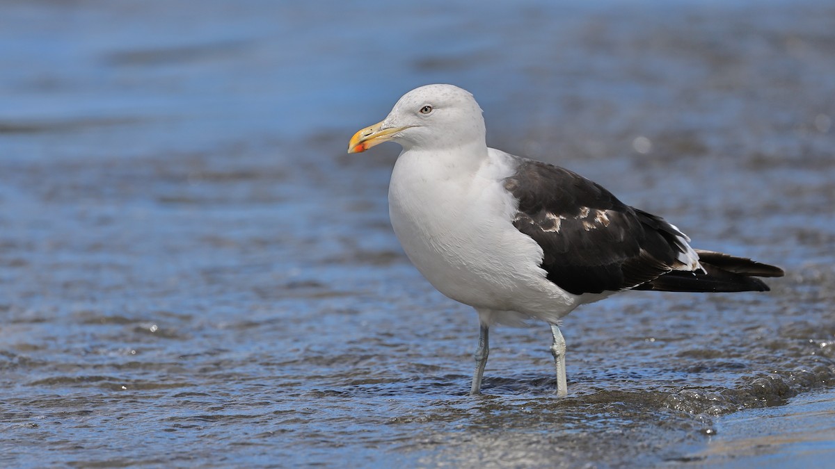 Dolphin Gull - ML534786191