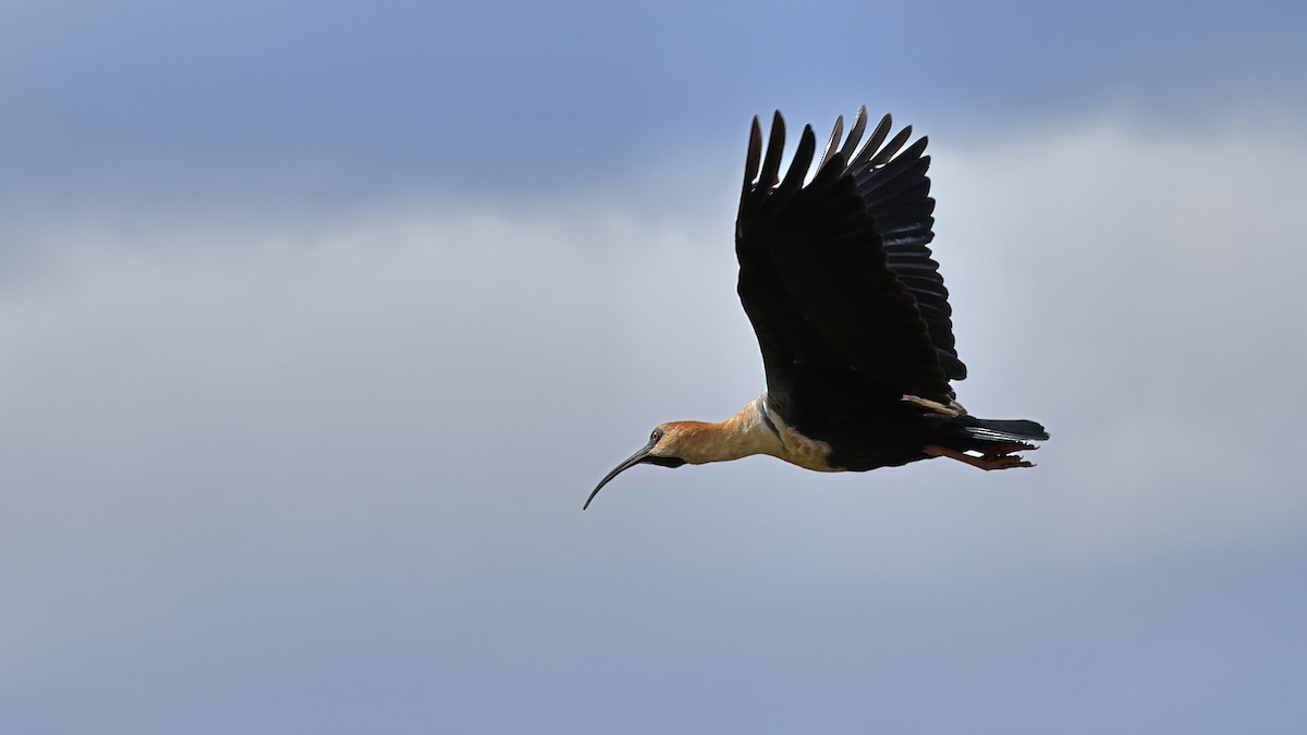 Black-faced Ibis - ML534786211
