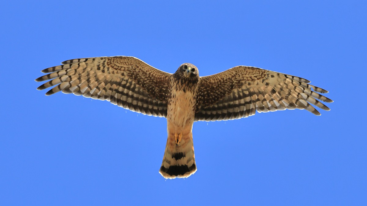 Cinereous Harrier - ML534786281