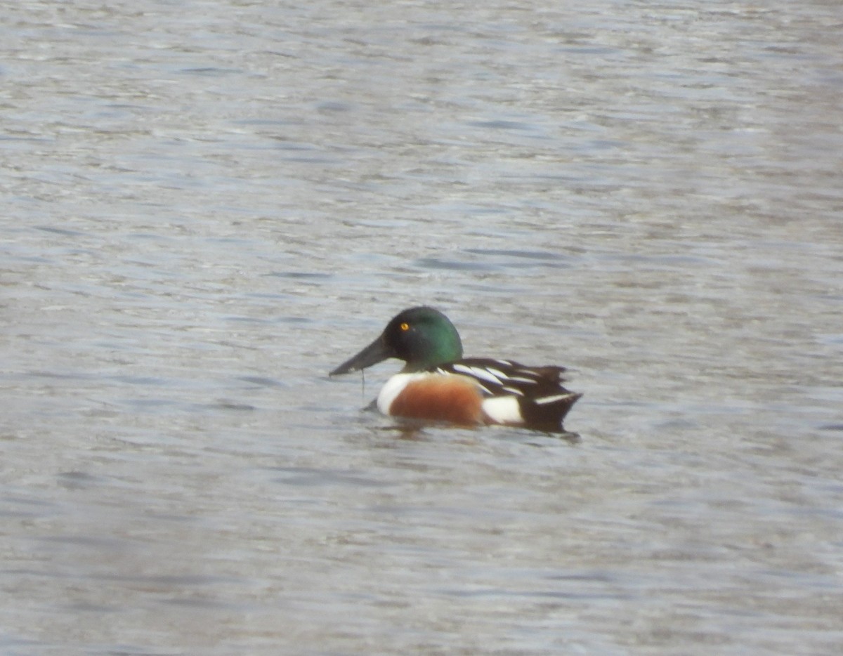 Northern Shoveler - Sandi Jacques