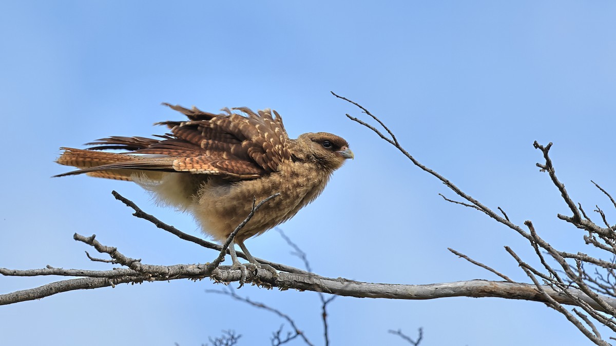 Chimango Caracara - ML534786461