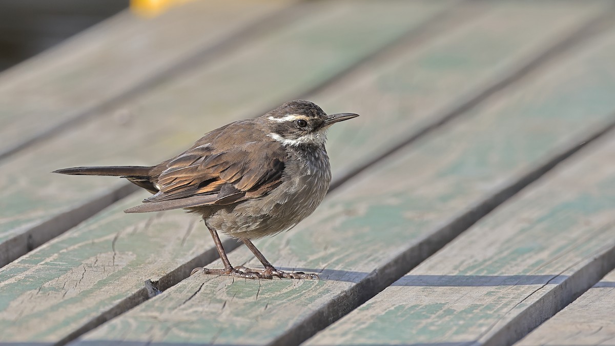 Dark-bellied Cinclodes - ML534786511