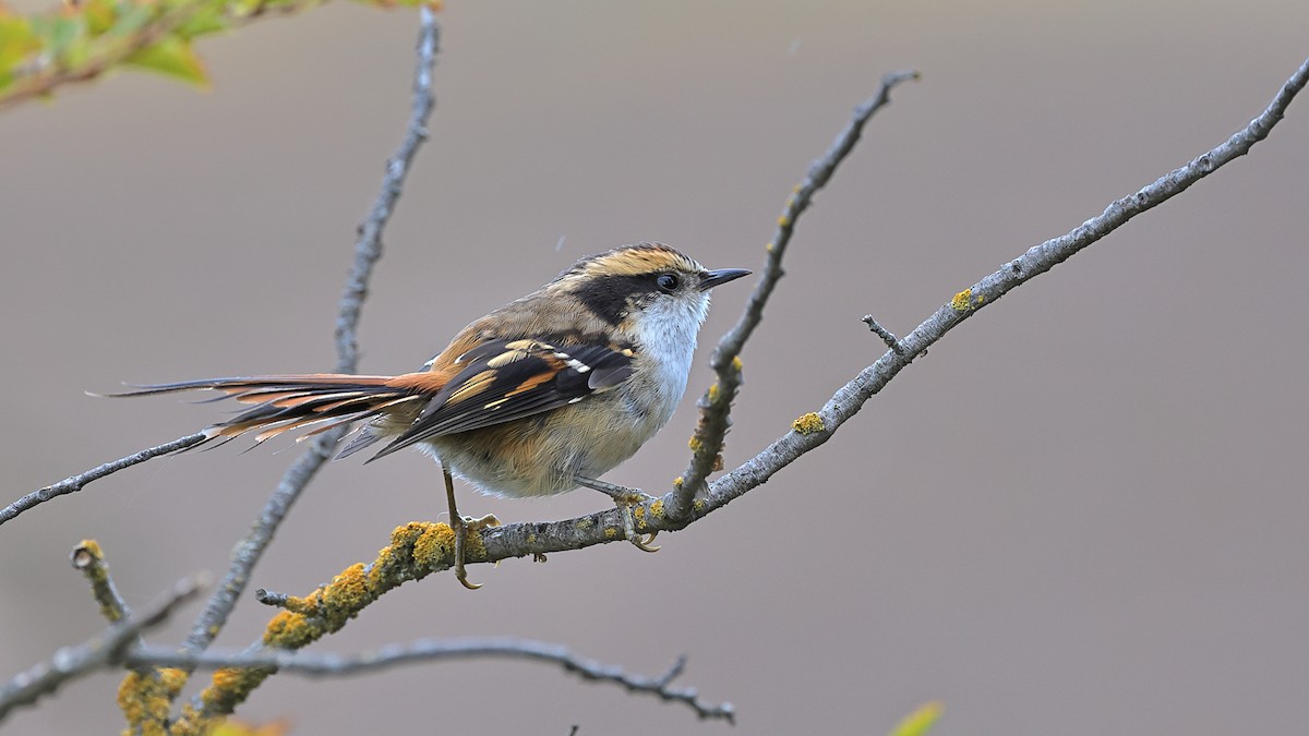 Thorn-tailed Rayadito - ML534786581