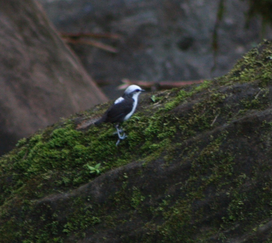 White-capped Dipper - ML534786661