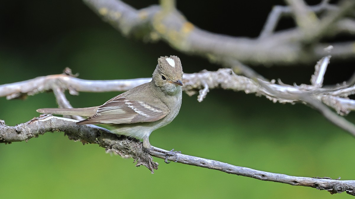 White-crested Elaenia - ML534786701