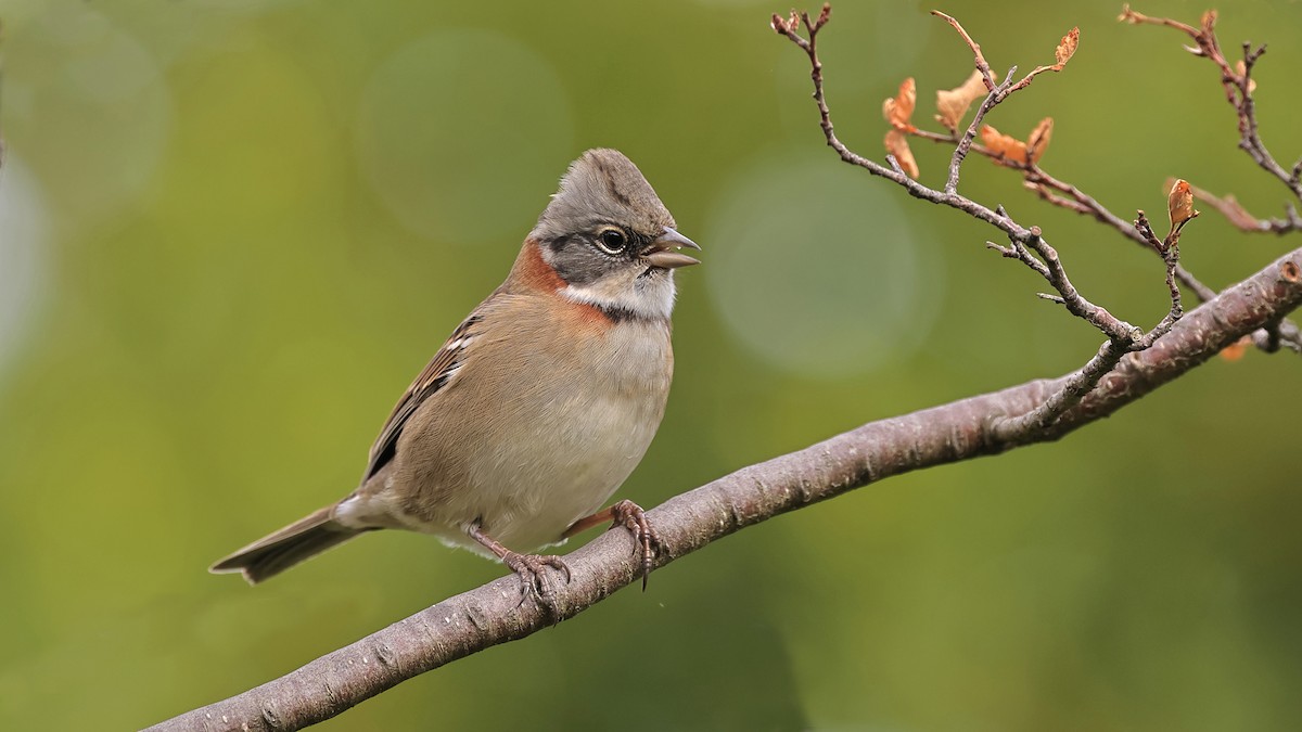 Rufous-collared Sparrow - ML534786921