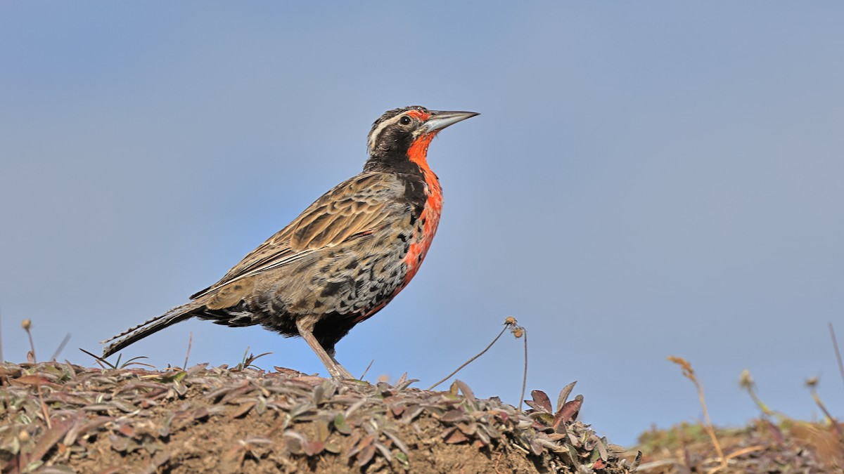 Long-tailed Meadowlark - ML534786951