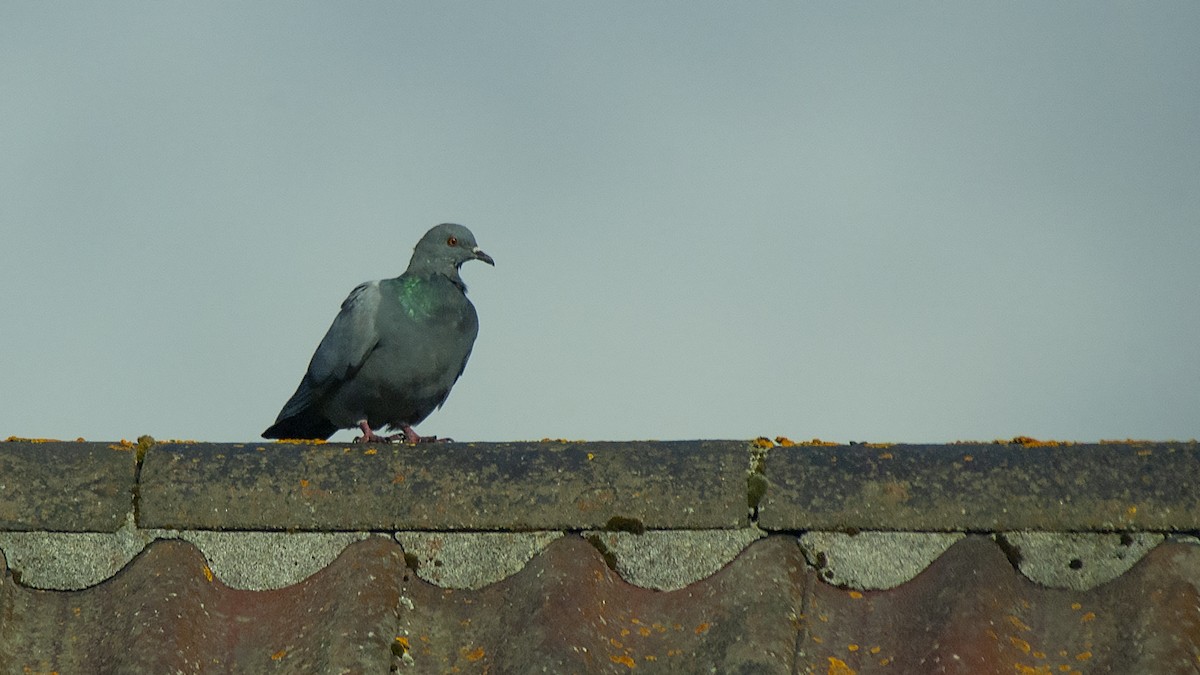 Rock Pigeon (Wild type) - ML534787431