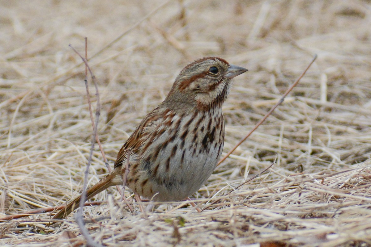 Song Sparrow (melodia/atlantica) - ML534787861