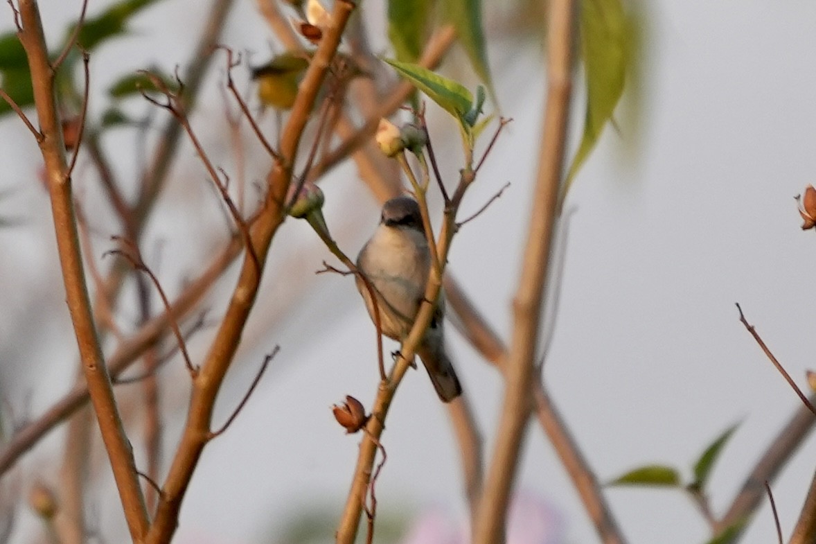 Long-tailed Shrike - Praveen Chavan