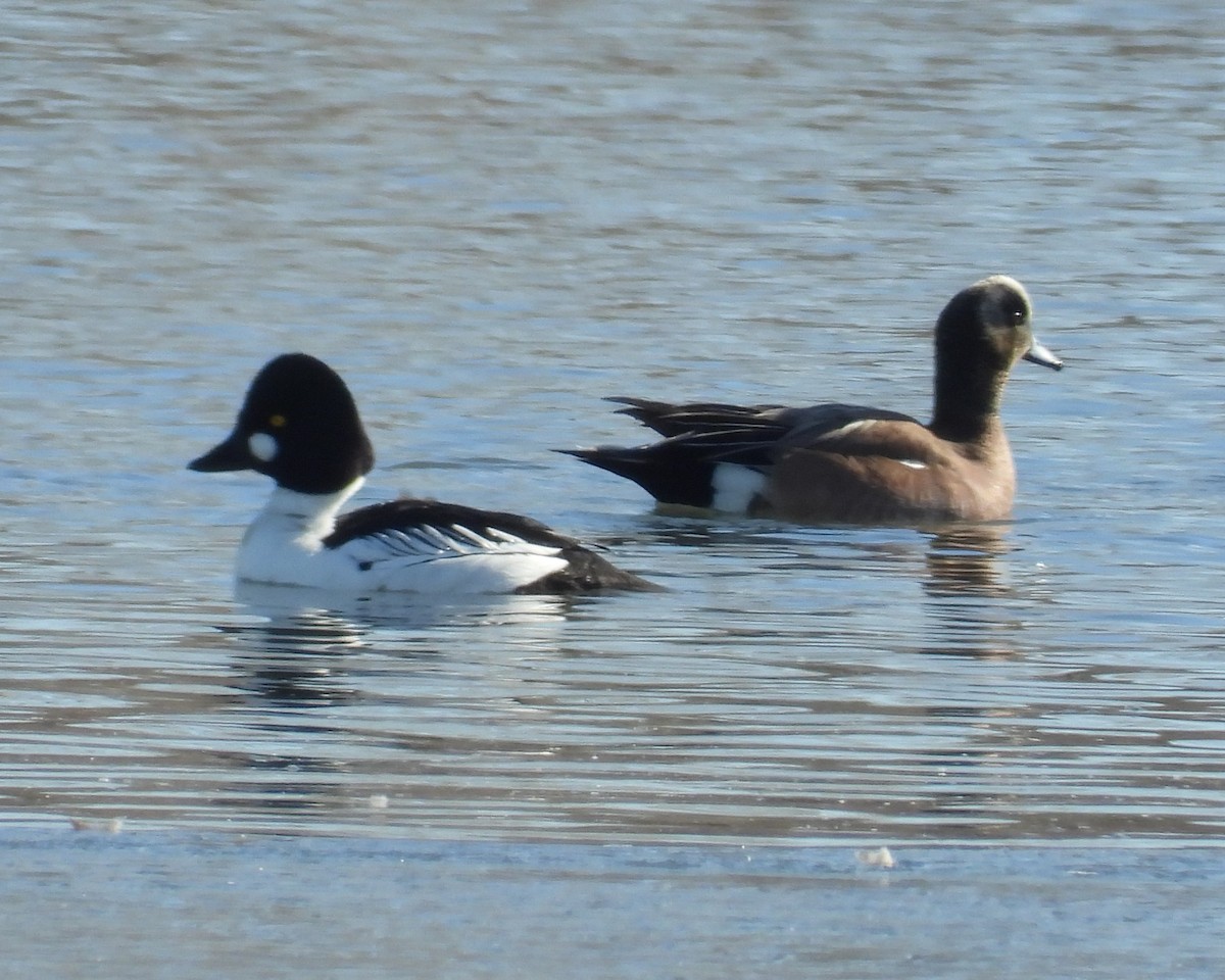 Common Goldeneye - ML534789811