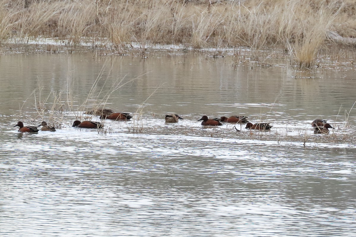 čírka skořicová - ML534791171