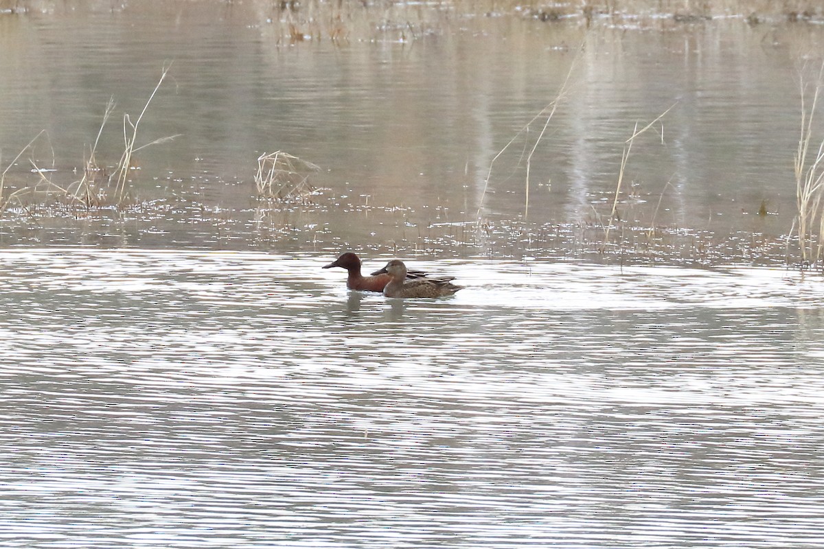 čírka skořicová - ML534791201