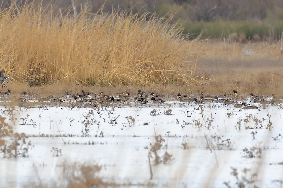 Northern Pintail - ML534791251