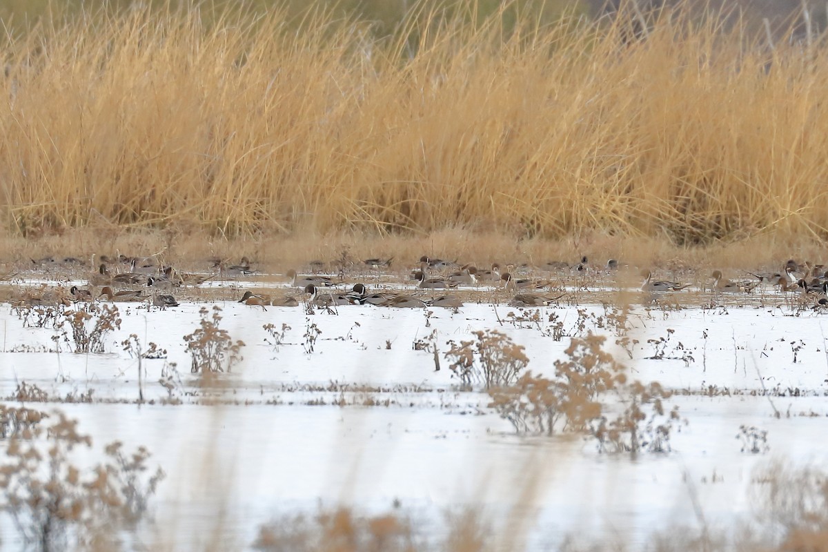 Northern Pintail - ML534791261