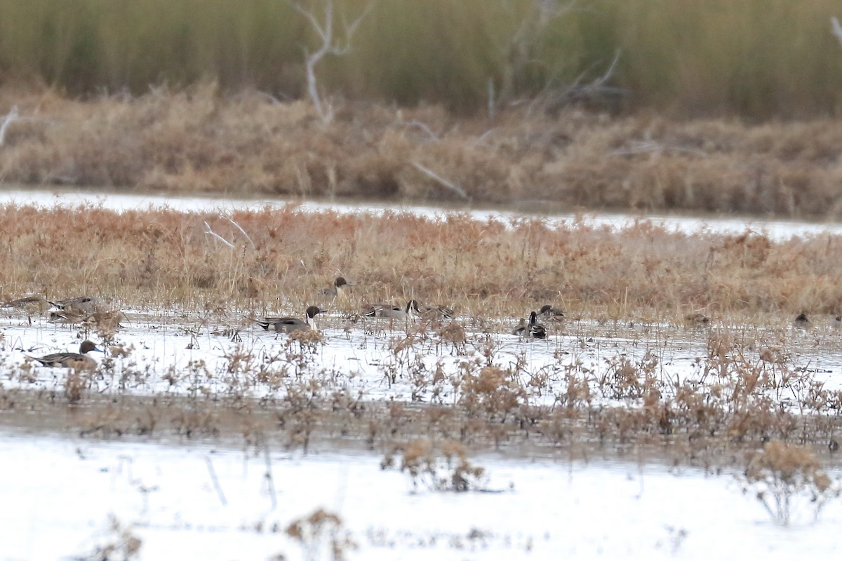 Northern Pintail - ML534791271