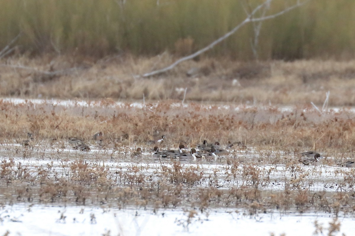 ostralka štíhlá - ML534791281