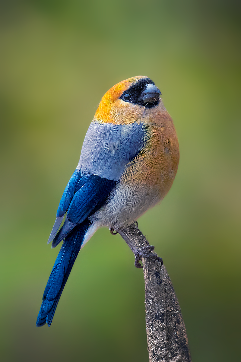 Red-headed Bullfinch - ML534792111