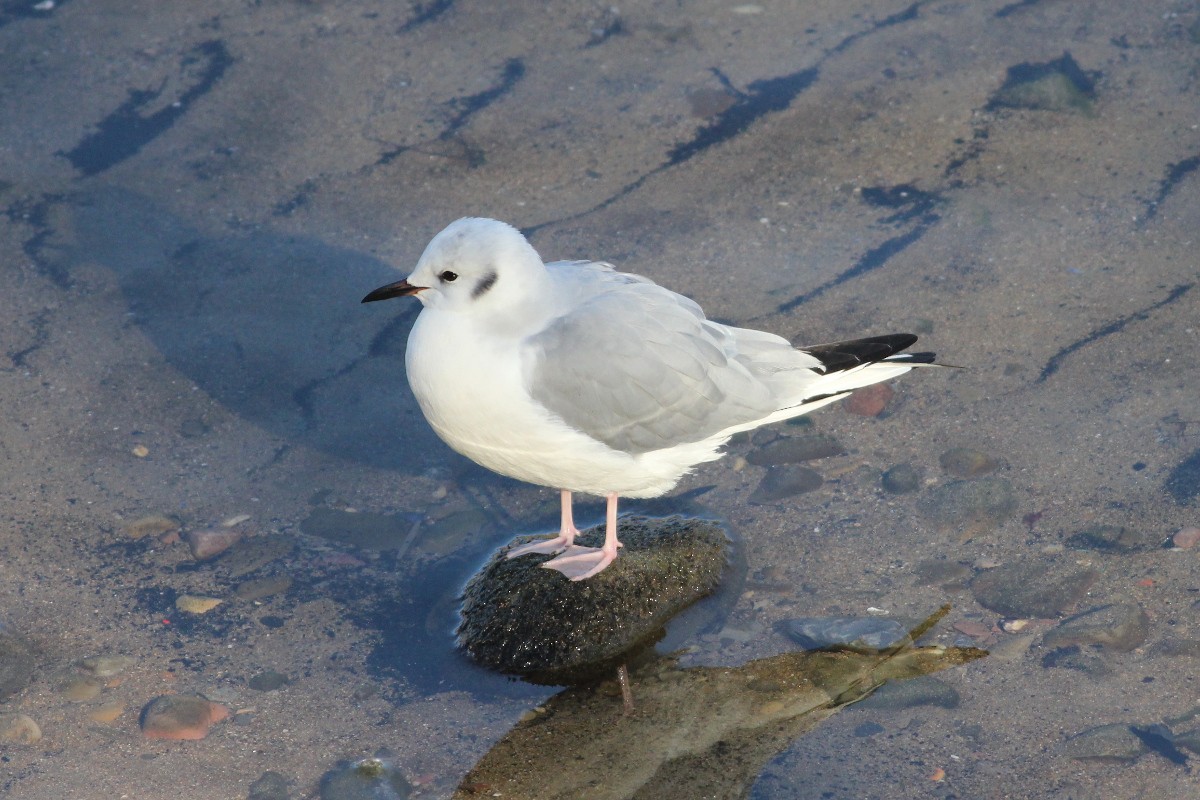 Bonaparte's Gull - Xabier Saralegi