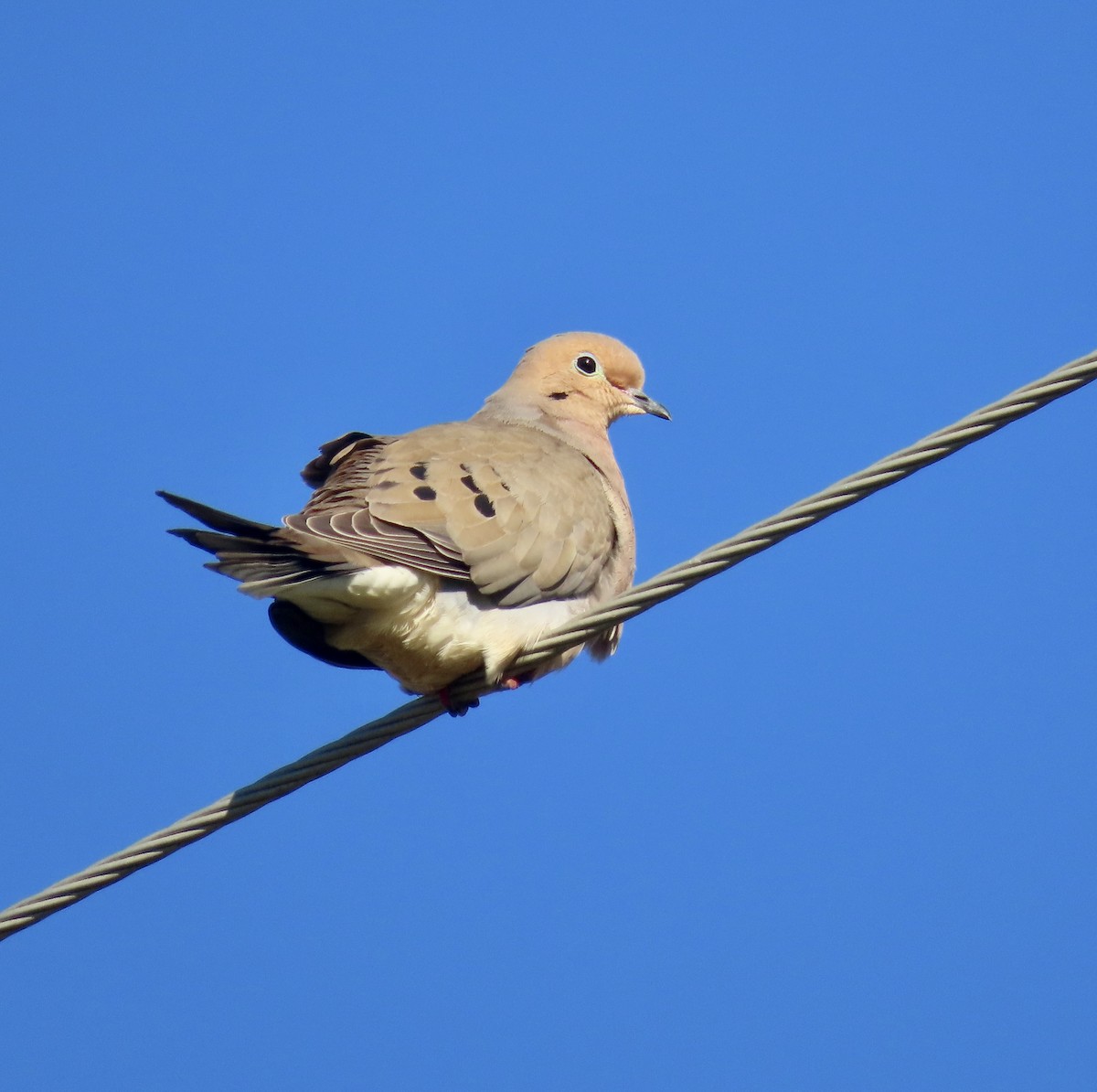 Mourning Dove - ML534793271