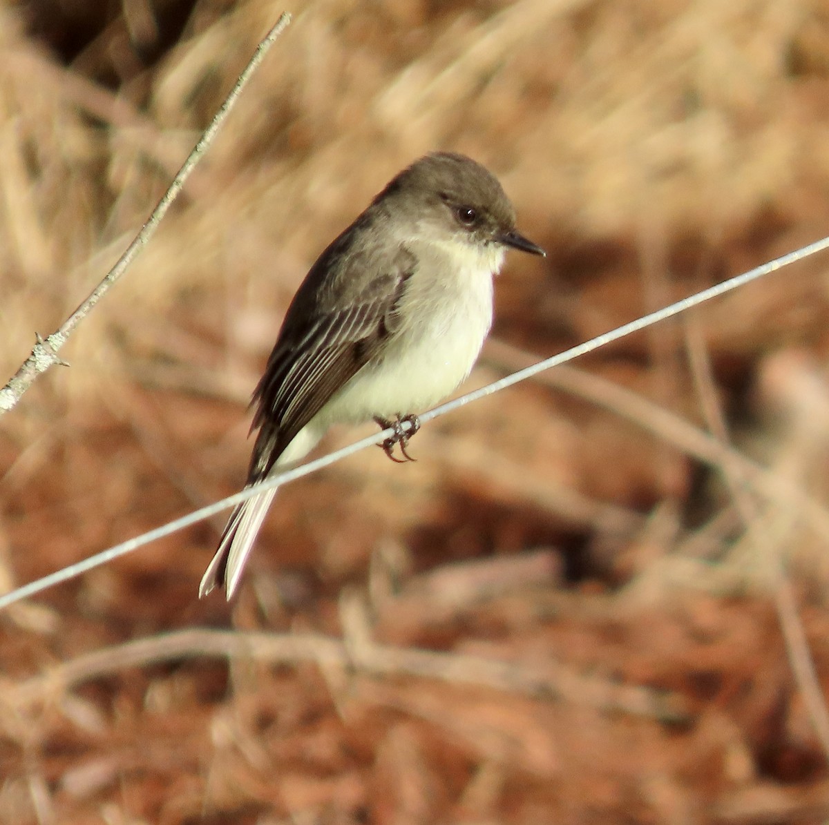 Eastern Phoebe - ML534793391