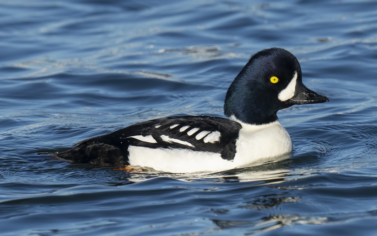 Barrow's Goldeneye - Gail  West