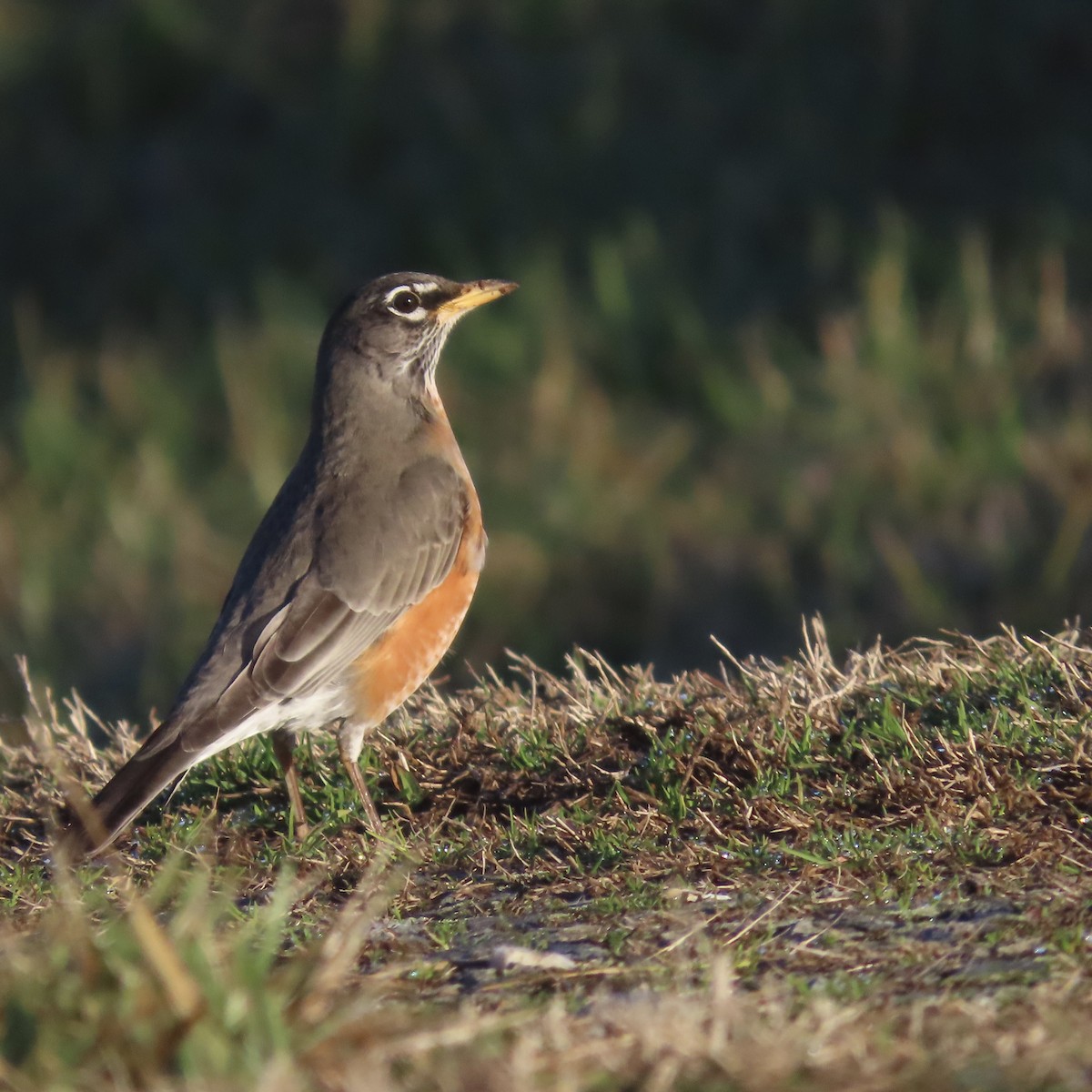 American Robin - ML534793621