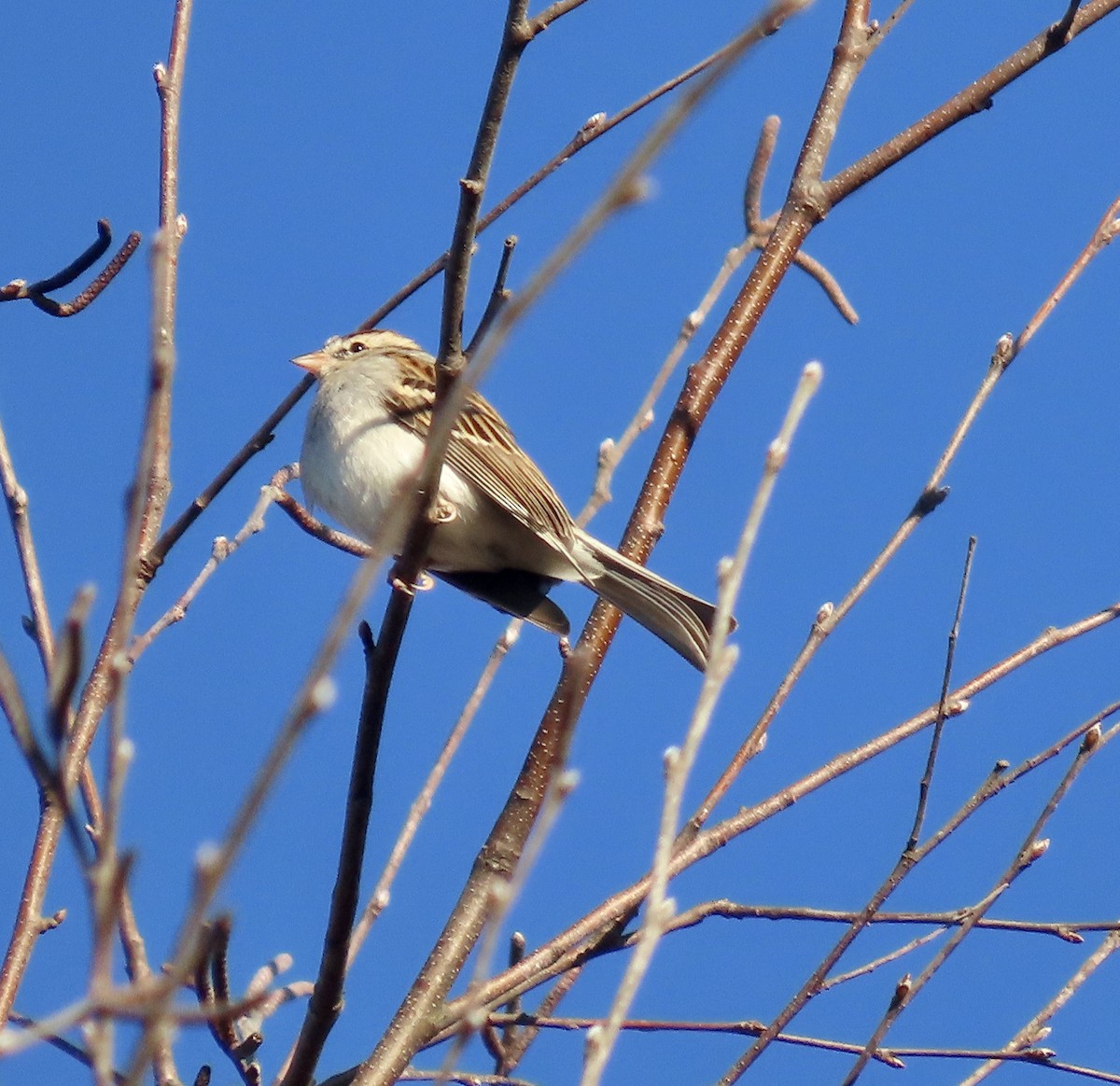 Chipping Sparrow - ML534793731