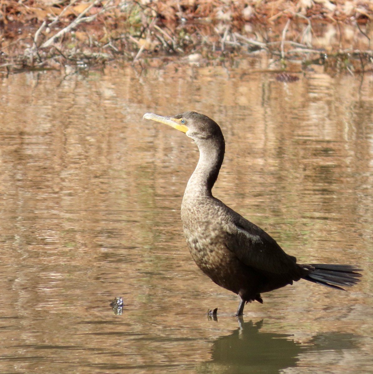 Double-crested Cormorant - ML534794041
