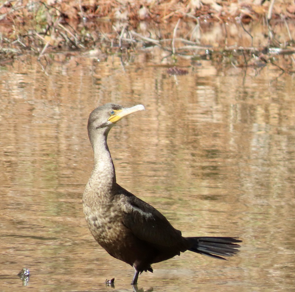 Double-crested Cormorant - ML534794051