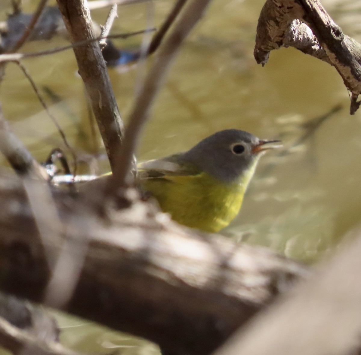 Nashville Warbler - ML534794141