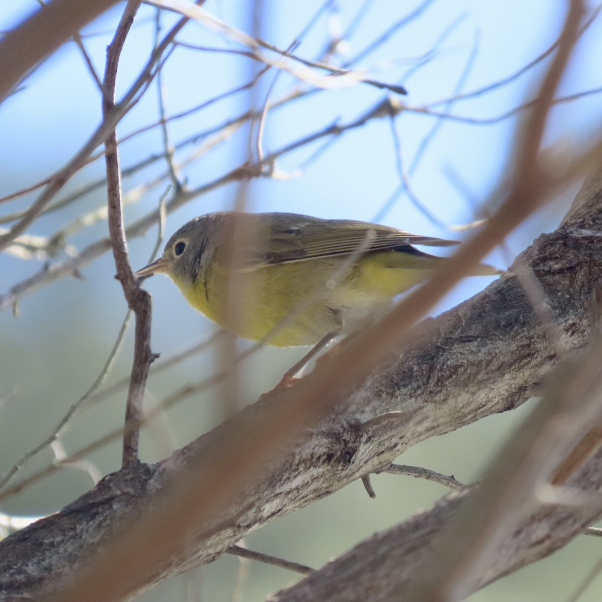 Nashville Warbler - ML534794151