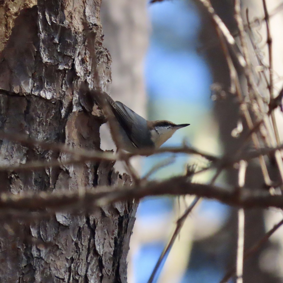 Brown-headed Nuthatch - ML534794201