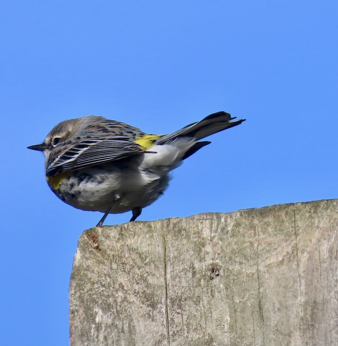 Yellow-rumped Warbler - ML534794261