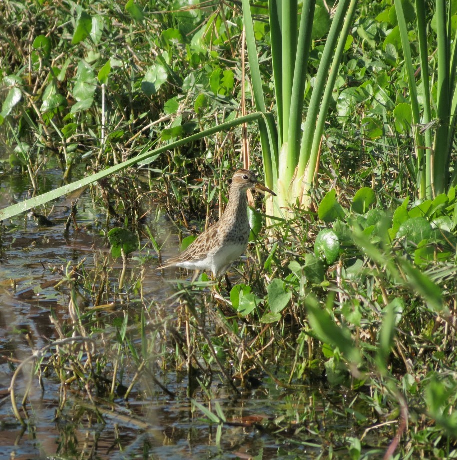 アメリカウズラシギ - ML53479501