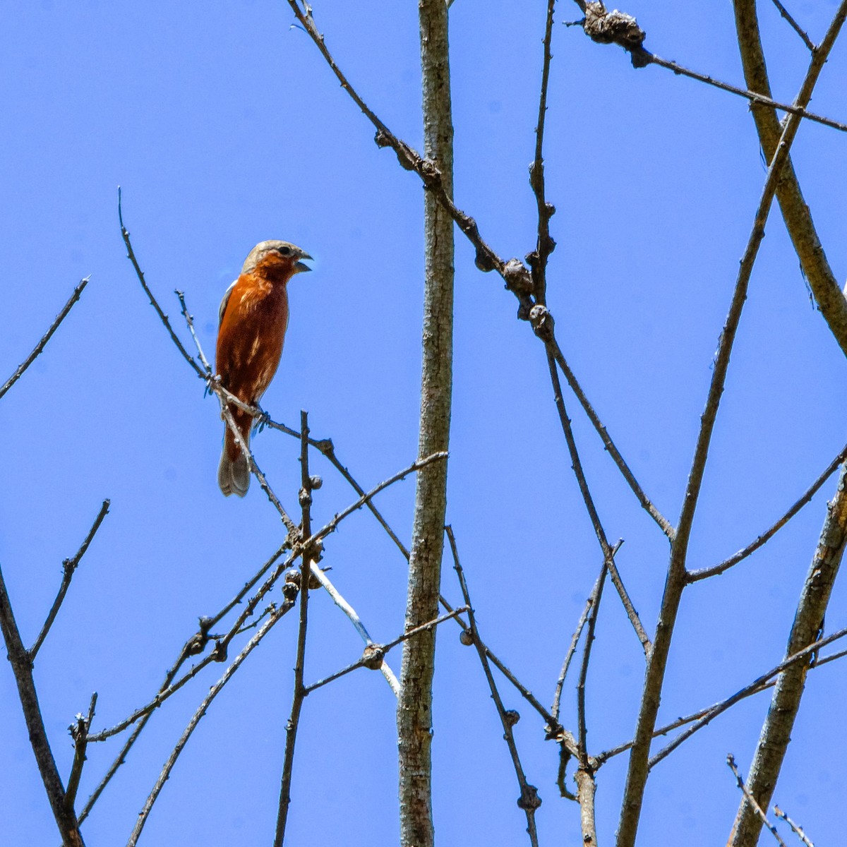 Tawny-bellied Seedeater - ML534795951