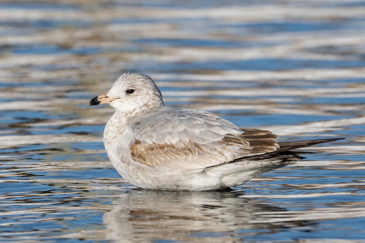 Ring-billed Gull - Frank King