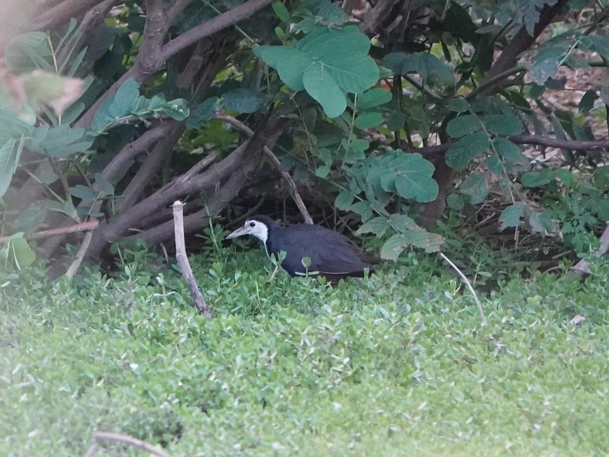 White-breasted Waterhen - ML534797551