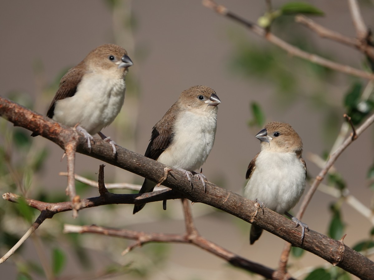 African Silverbill - ML534798181