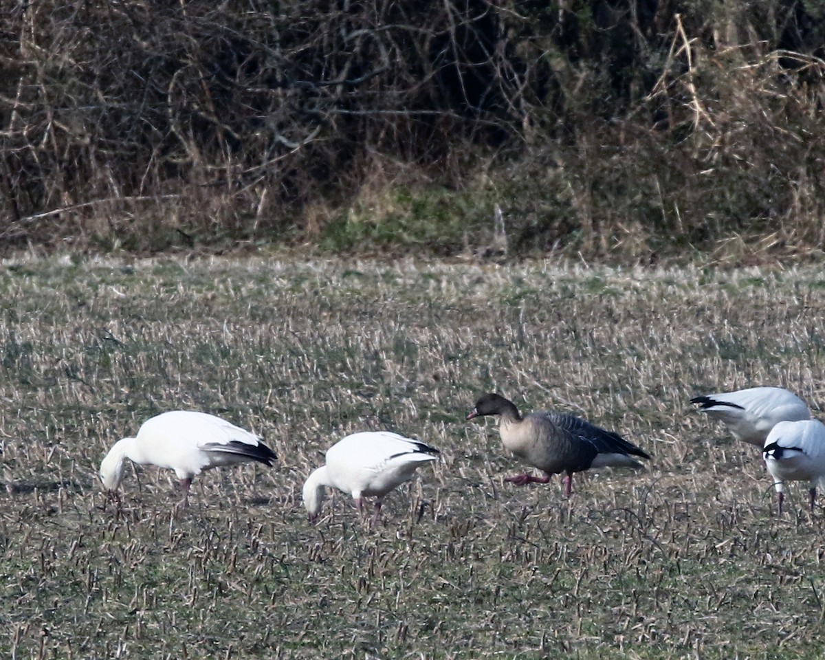 Pink-footed Goose - ML534798801