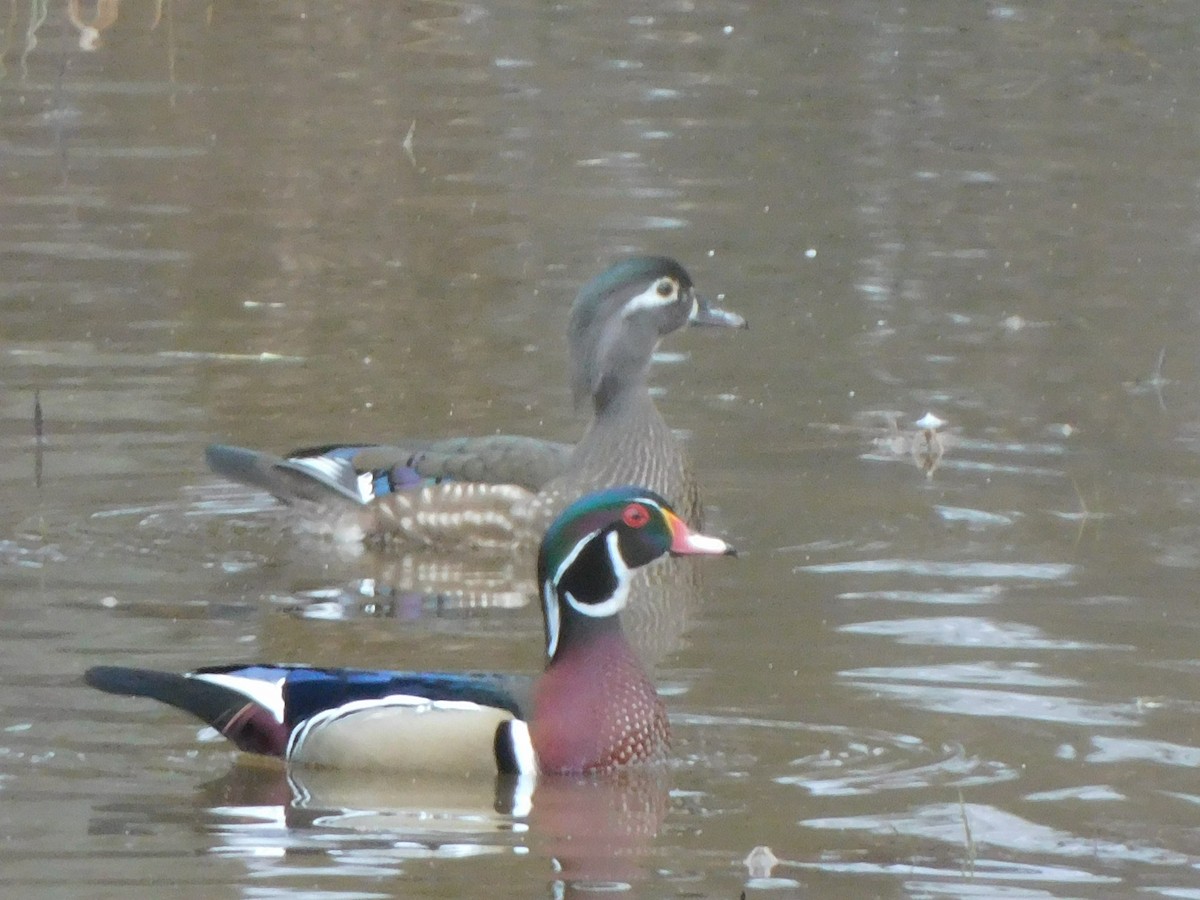 Wood Duck - ML534798811