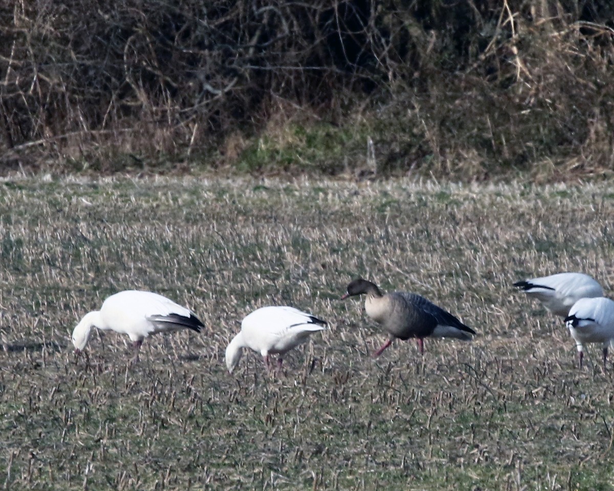 Pink-footed Goose - ML534798911